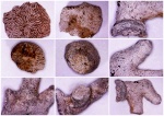 Разные Thamnasteria и мшанка Terebellaria sp.