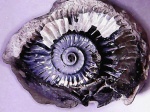 Отпечаток Cardioceras?