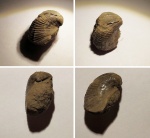 Pholadomya sp. из Марково
