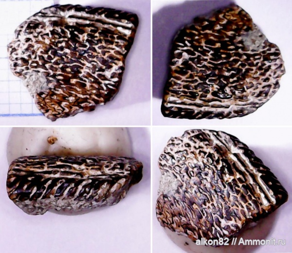 рыбы, зубы, акулы, келловей, зубы рыб, fish, teeth, Тимонино
