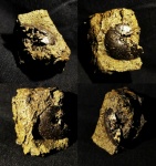 Garniericeras sp.?