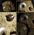 Craspedites sp.? из Шмелëвки