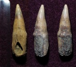 Зуб Platypterygius sp.
