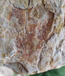 Fenestella sp.