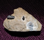 Зуб Psephodus sp.?