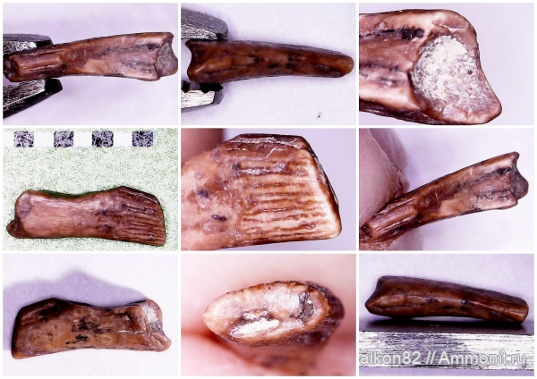 птерозавры, сеноман, Варавино, Варавинский овраг, Ornithocheiridae, Pterosauria, Anhanguera