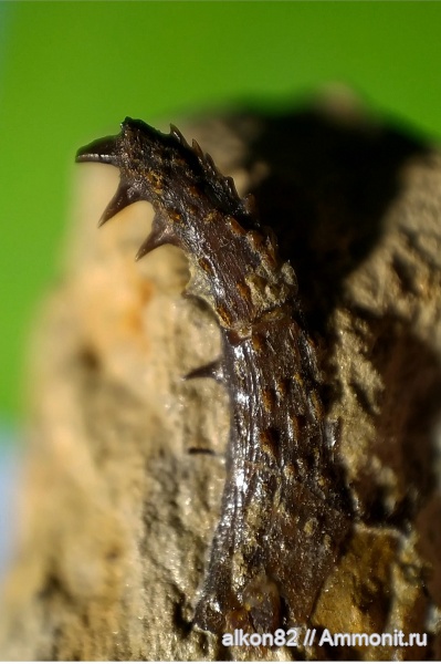 рыбы, Chondrichthyes, головной шип, Cochliodontiformes, Erismacanthus, Cochliodontidae
