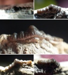 Orodus sp.