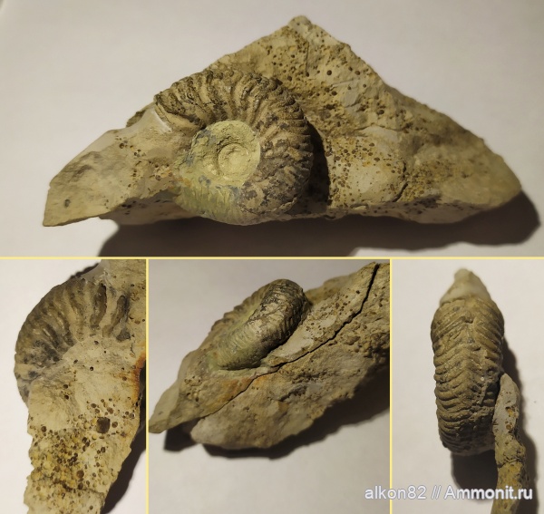 аммониты, юра, Пески, келловей, палеоарт, Vertumniceras, Vertumniceras angulatum, Ammonites, Callovian, Jurassic, Middle Jurassic