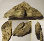 Келловейский аммонит Vertumniceras angulatum