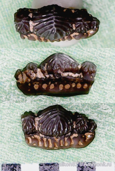 нижний карбон, зубы акул, Заборье, Mesodmodus