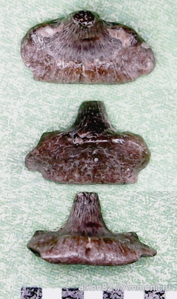 акулы, нижний карбон, зубы акул, Stethacanthus, Заборье