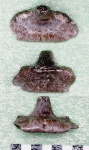 Возможно небольшой Stethacanthus?