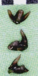 Thrinacodus ferox