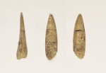 Зуб Protosphyraena