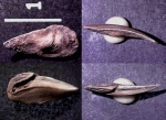 Интересный и крупный отолит Palealbula sp.?