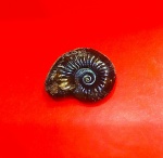 Синий Amoeboceras