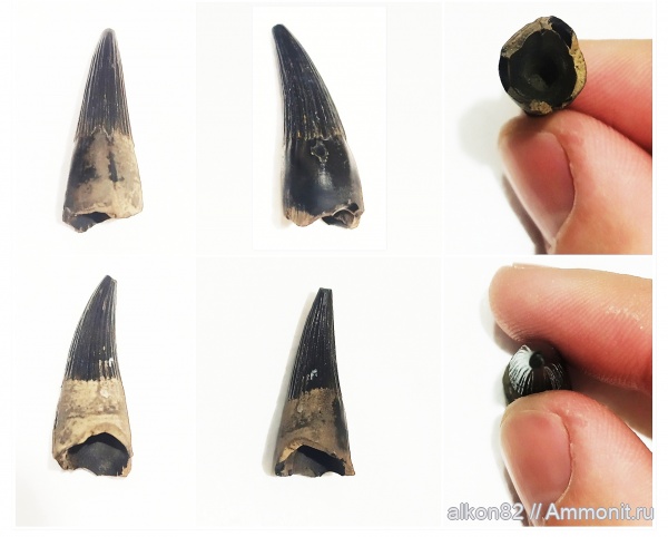 юра, Бронницы, Рыбаки, Ophthalmosauridae, Ichthyopterygia, Jurassic, reptile teeth