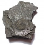 Amoeboceras? из Еганово