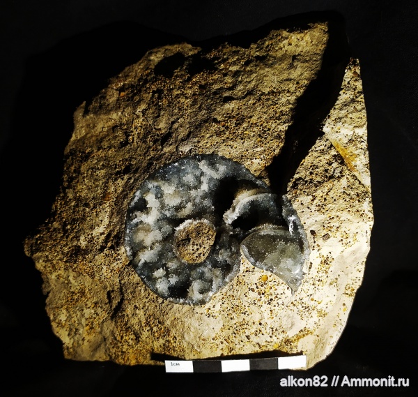 аммониты, юра, Пески, Quenstedtoceras, верхний келловей, Ammonites, Jurassic
