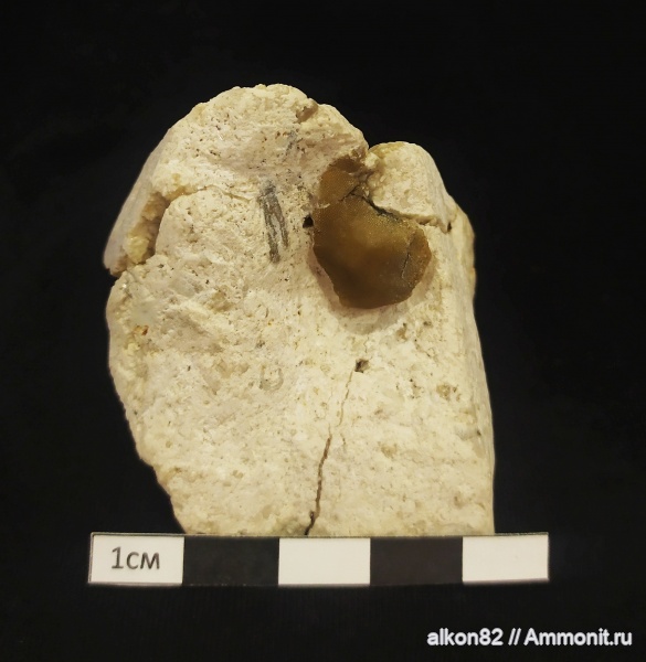 рыбы, зубы, Мячково, нижний карбон, Cochliodontiformes, Psephodus, fish, teeth
