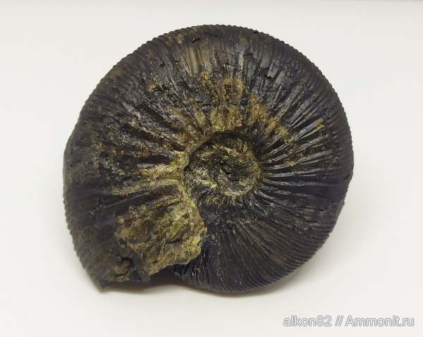 Москва, Virgatites, Virgatites gerassimovi, Капотня, Virgatitidae