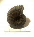 Virgatites crassicostatus (Mitta 1987)