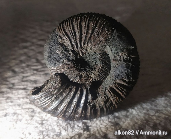 аммониты, юра, Virgatites, Еганово, Ammonites, зона Virgatites virgatus, Jurassic