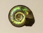 Стандартный Kachpurites fulgens из Еганово