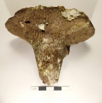 Губка Ventriculites cribrosus