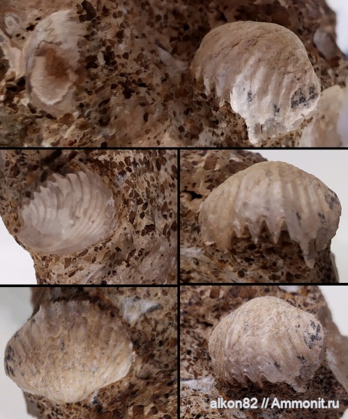 брахиоподы, келловей, Cardinirhynchia, Cardinirhynchia rossica, Тимонино