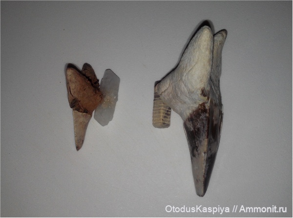 Otodus