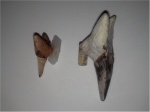 Otodus