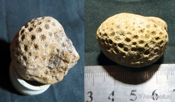 юра, колониальные кораллы, верхняя юра, Краснокаменка