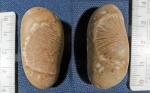Коралл