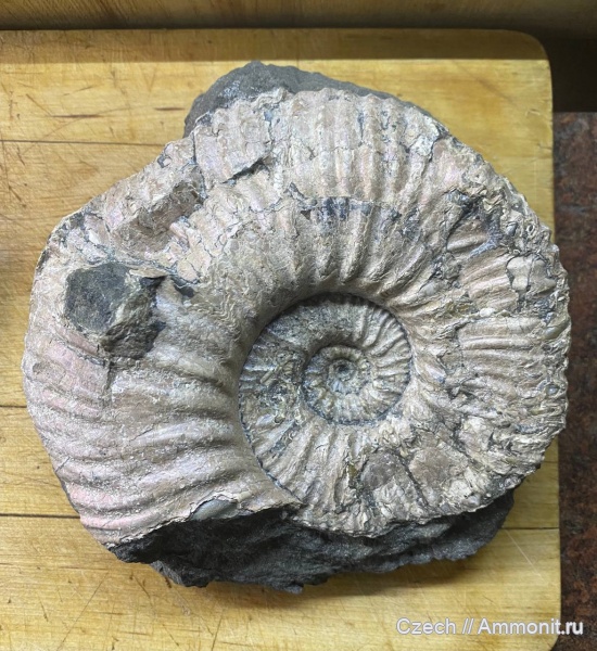 мел, Acanthohoplites, Hypacanthoplites