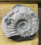 Acanthohoplites или Hypacanthoplites