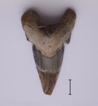 Otodus sp.