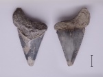 Otodus / Carcharocles sokolovi