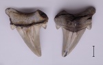 Otodus obliquus
