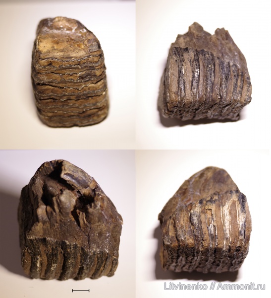 Mammuthus