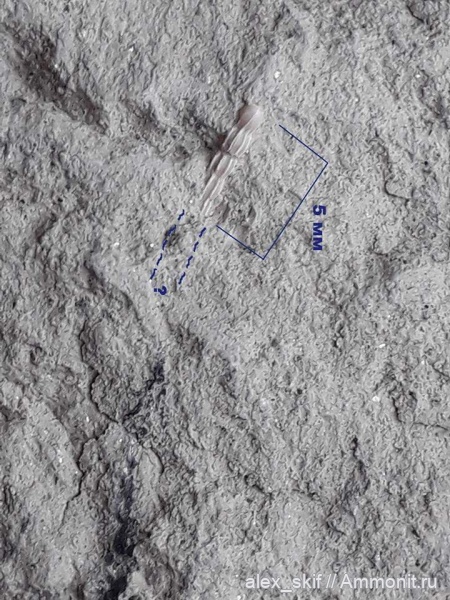 ?, nodosaria