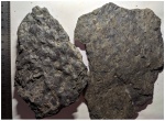 Sigillaria canobiana ! (слева) и Sigillaria laevigata(справа)?