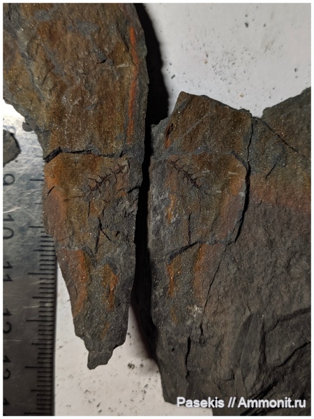 Leclercqia complexa