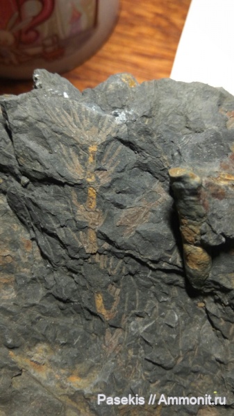 каламиты, Asterophyllites equisetiformis