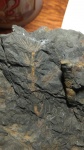 Asterophyllites equisetiformis?