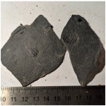 Anadara turonica bosphorana?