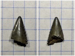 Осколок зуба. Возможно Carcharocles(Otodus cf. auriculatus)