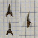 Carcharias aff. C. acutissima