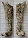 Sororistirps "altynensis"
